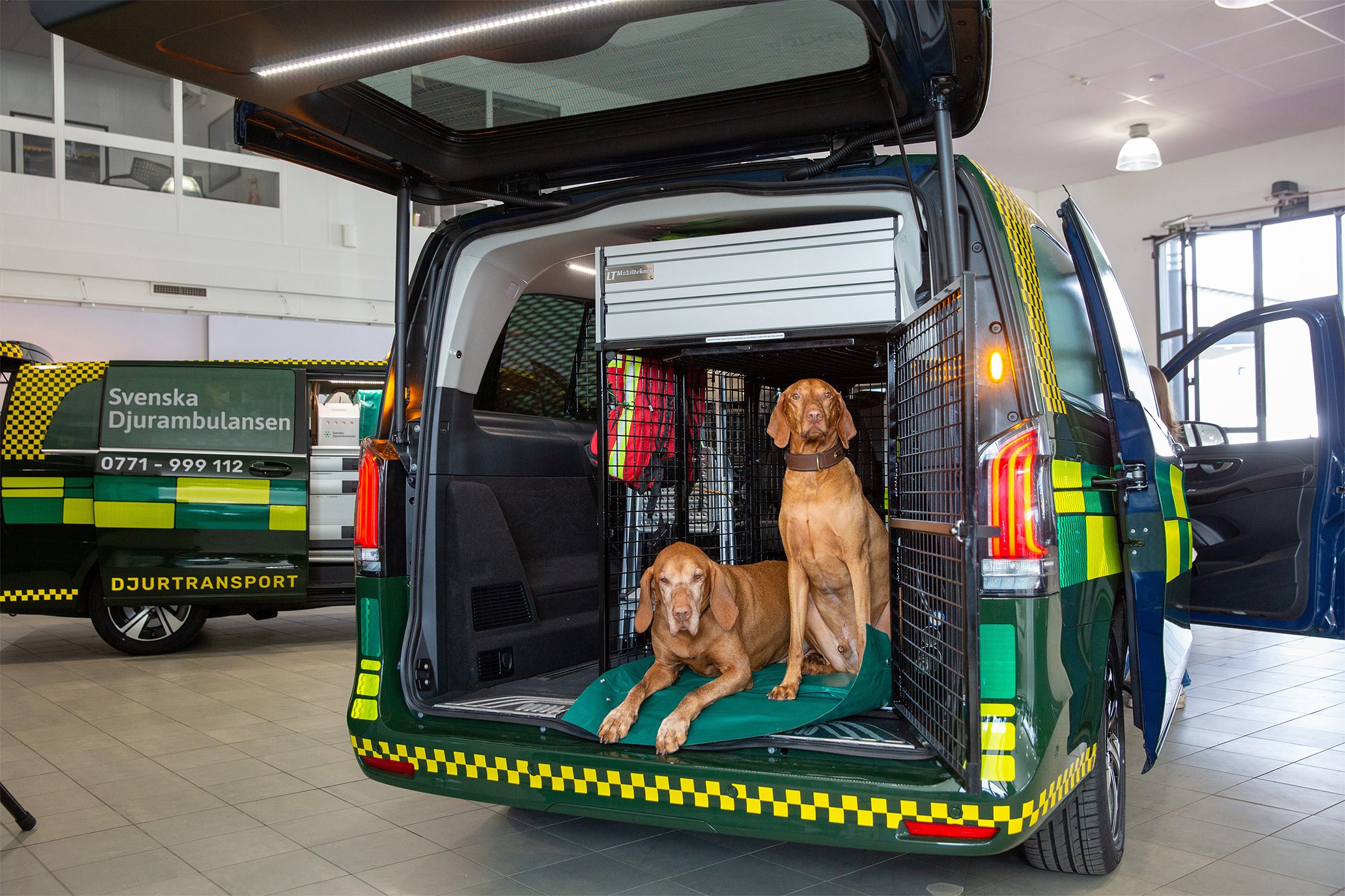 Djurambulans | Mercedes-Benz Transportbilar Två hundar i en öppen djurambulans med bakluckan uppfälld.